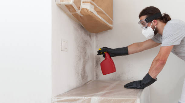 Professional Mold Remediation technician working in Millis, MA
